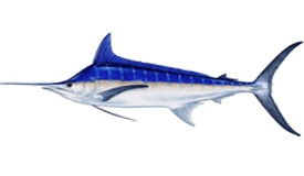 Marlin-azul