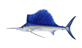 sailfish-pez vela
