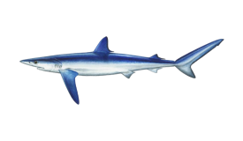 shark-blue-tiburon azul