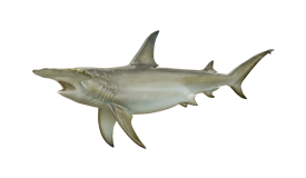 shark-hammerhead-tiburon martillo