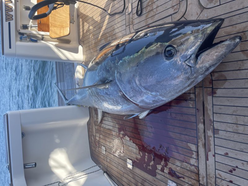 Charter de Pesca Atún Gigante