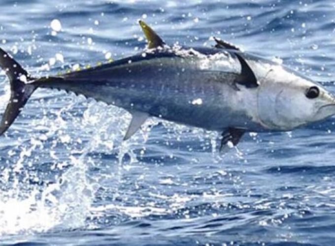 Pesca del atún Alicante