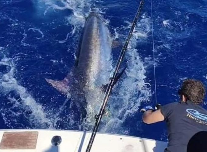 JORNADA 12 H DE PESCA DE ALTURA MARLIN AZUL