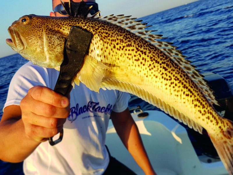 Pesca compartida spinning jigging Portbou Girona (4)