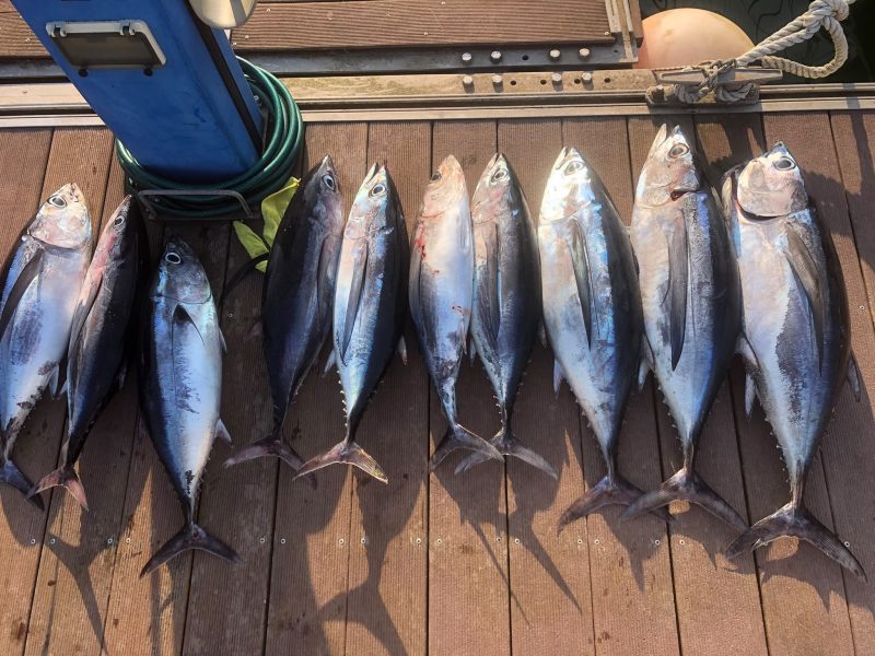 Pesca de bonitos Santander (2)