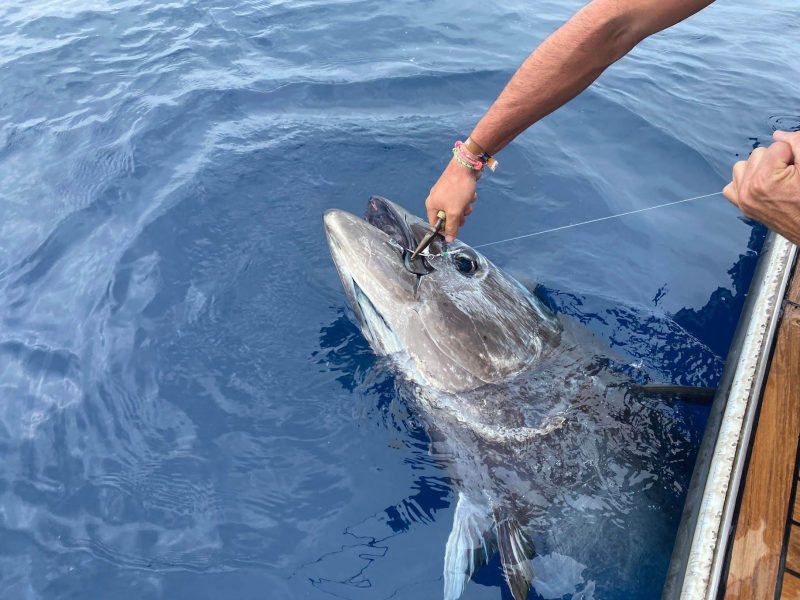 Pesca del Atún Rojo Javea (10)
